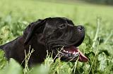 CANE CORSO 875